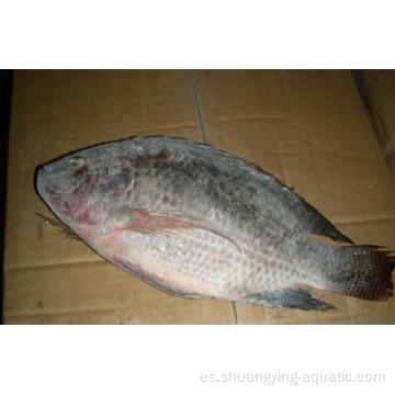 Tilapia congelada destripada y escalada 500-800G